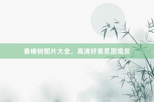 香樟树图片大全，高清好意思图观赏